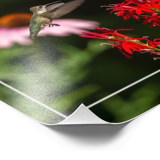 Blume von Humingvogel und Kardinal Fotodruck (Ecke)