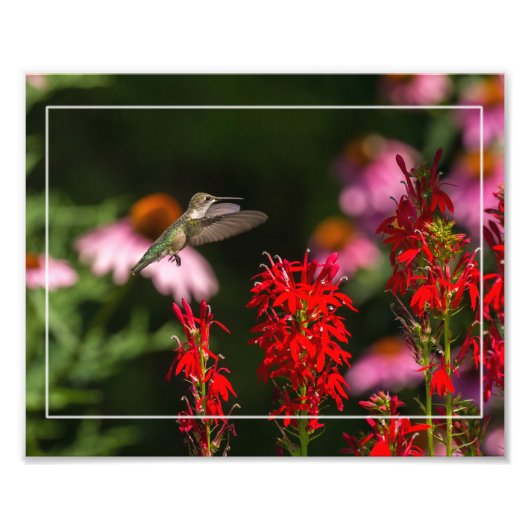 Blume von Humingvogel und Kardinal Fotodruck (Vorne)