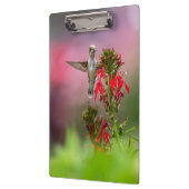 Blume von Humingvogel und Kardinal Klemmbrett (Links)
