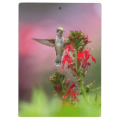 Blume von Humingvogel und Kardinal Klemmbrett (Rückseite)
