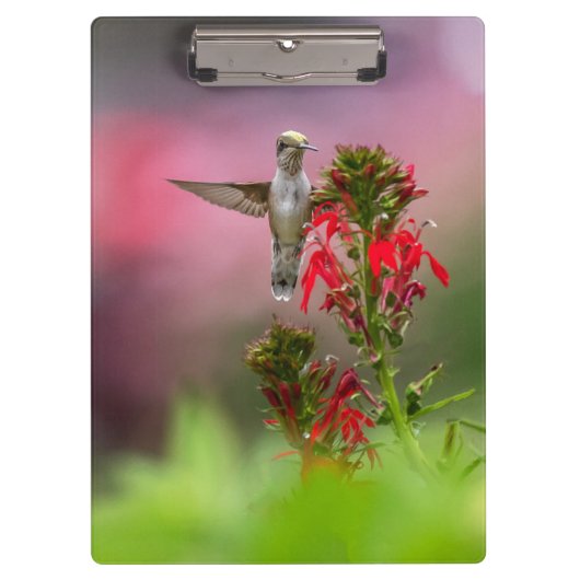 Blume von Humingvogel und Kardinal Klemmbrett (Vorderseite)
