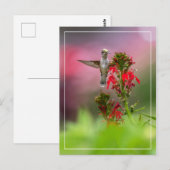 Blume von Humingvogel und Kardinal Postkarte (Vorne/Hinten)