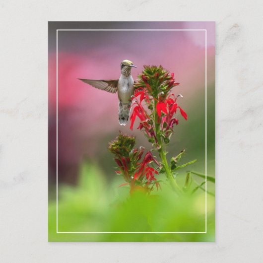 Blume von Humingvogel und Kardinal Postkarte (Vorderseite)