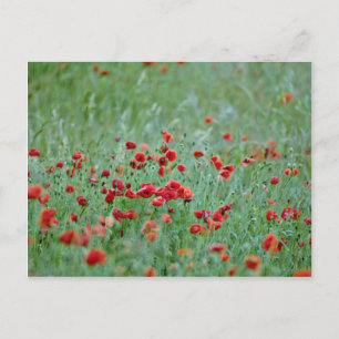 Blume von Maismohn (Papaver Rhoeas) Postkarte