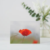 Blume von Mohn in einem Feld. Postkarte (Stehend Vorderseite)