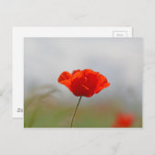 Blume von Mohn in einem Feld. Postkarte (Vorne/Hinten)