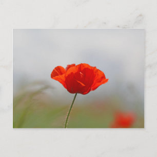 Blume von Mohn in einem Feld. Postkarte