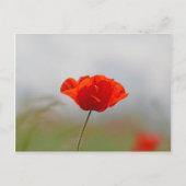 Blume von Mohn in einem Feld. Postkarte (Vorderseite)