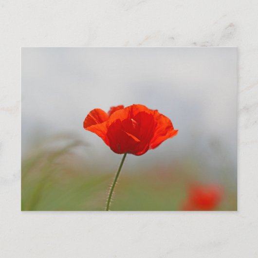 Blume von Mohn in einem Feld. Postkarte (Vorderseite)