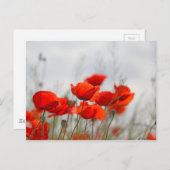 Blume von Mohn in einem Feld. Postkarte (Vorne/Hinten)