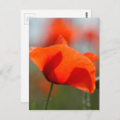 Blume von Mohn in einem Feld. Postkarte (Vorne/Hinten)