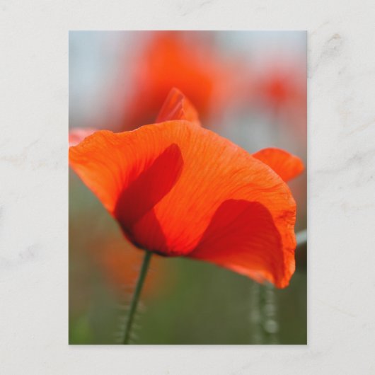 Blume von Mohn in einem Feld. Postkarte (Vorderseite)