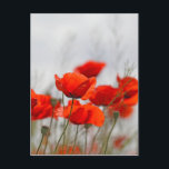 Blume von Mohn in einem Feld. Postkarte<br><div class="desc">Blume von Mohn in einem Feld.</div>