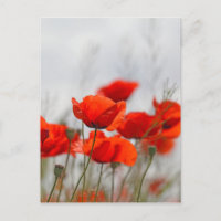 Blume von Mohn in einem Feld.