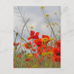 Blume von Mohn in einem Feld. Postkarte