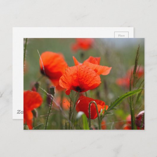 Blume von Mohn in einem Feld. Postkarte (Vorne/Hinten)