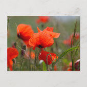 Blume von Mohn in einem Feld. Postkarte (Vorderseite)