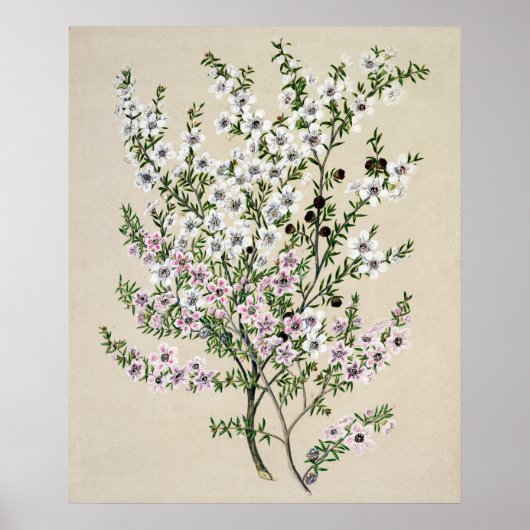 Blume von Neuseeland Manuka (Leptospermum Scopariu Poster (Vorne)