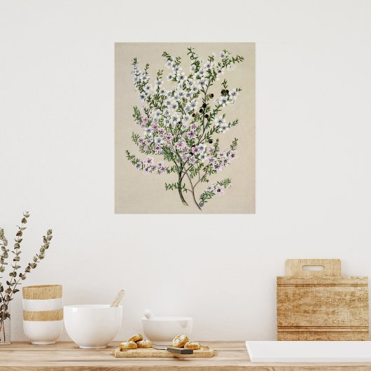 Blume von Neuseeland Manuka (Leptospermum Scopariu Poster (Küche)