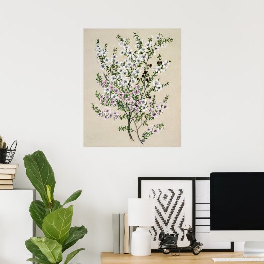 Blume von Neuseeland Manuka (Leptospermum Scopariu Poster (Heimbüro)