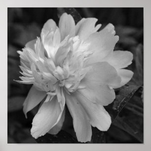 Blume von Peony in blutschwarz und weiß Poster