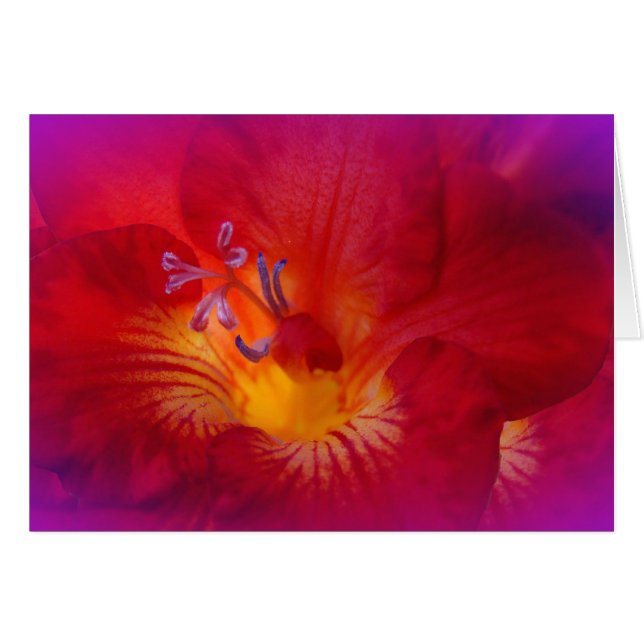 Blume von Red Freesia (Vorderseite (Horizontal))