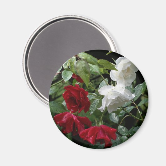 Blume von Rose Magnet (Vorderseite/Rückseite)