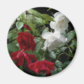 Blume von Rose Magnet (Vorne)