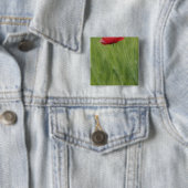Blume von Rotem Mohn bei Weizenpflanzen, Toskana, Button (Beispiel)