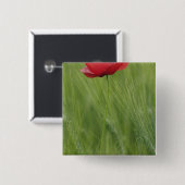 Blume von Rotem Mohn bei Weizenpflanzen, Toskana, Button (Vorne & Hinten)