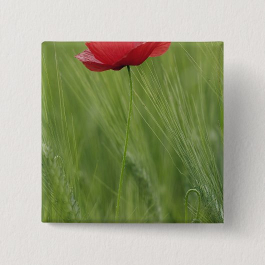 Blume von Rotem Mohn bei Weizenpflanzen, Toskana, Button (Vorderseite)