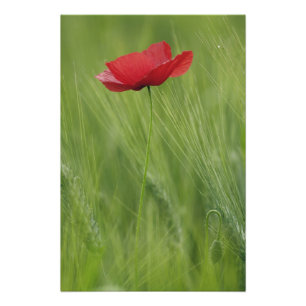 Blume von Rotem Mohn unter Weizenanbau, Toskana, Fotodruck