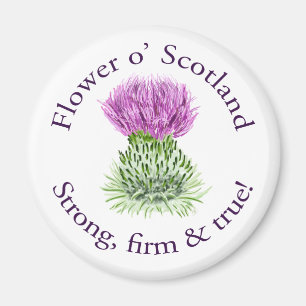 Blume von Schottland. Stark, fest und wahr! Magnet
