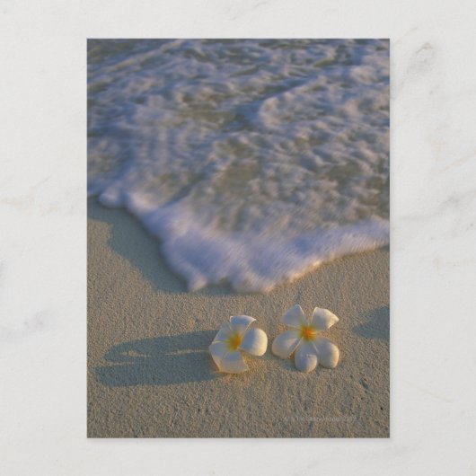 Blume von Strand Postkarte (Vorderseite)