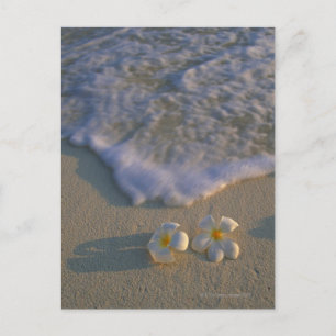 Blume von Strand Postkarte