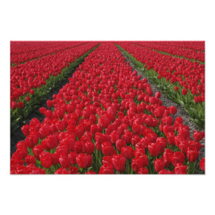 Blume von Tulpen, Niederlande, Holland Fotodruck