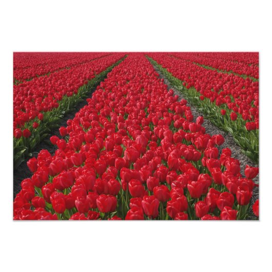 Blume von Tulpen, Niederlande, Holland Fotodruck (Vorne)
