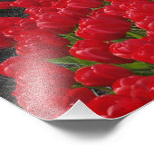 Blume von Tulpen, Niederlande, Holland Fotodruck (Ecke)