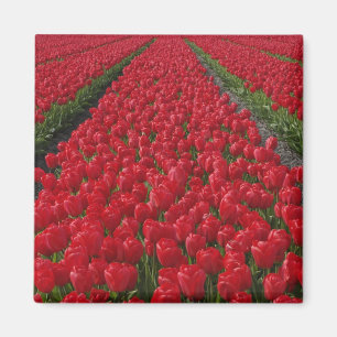 Blume von Tulpen, Niederlande, Holland Magnet