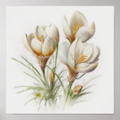 Blume von White Crocus Art Print Poster (Vorne)