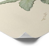 Blume von White Primrose Art Print Poster (Ecke)