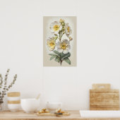 Blume von White Primrose Art Print Poster (Küche)
