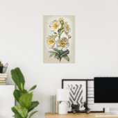 Blume von White Primrose Art Print Poster (Heimbüro)