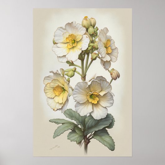 Blume von White Primrose Art Print Poster (Vorne)
