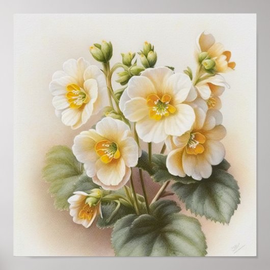Blume von White Primrose Art Print Poster (Vorne)