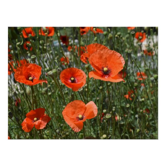 Blume von wild lebendem Mohn in Paphos, Zypern Poster (Vorderseite)