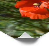 Blume von wild lebendem Mohn in Paphos, Zypern Poster (Ecke)