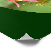 Blume von Wild Red Columbine Poster (Ecke)