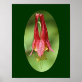 Blume von Wild Red Columbine Poster (Vorne)