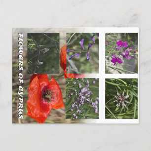 Blume von Zyrusfrüchten nach Behandlung Postkarte